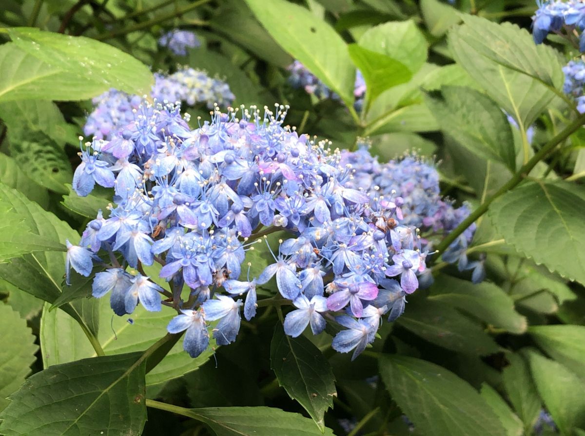 ハイキングコース途中の葛原岡神社。こちらの紫陽花も見頃を迎えていました。