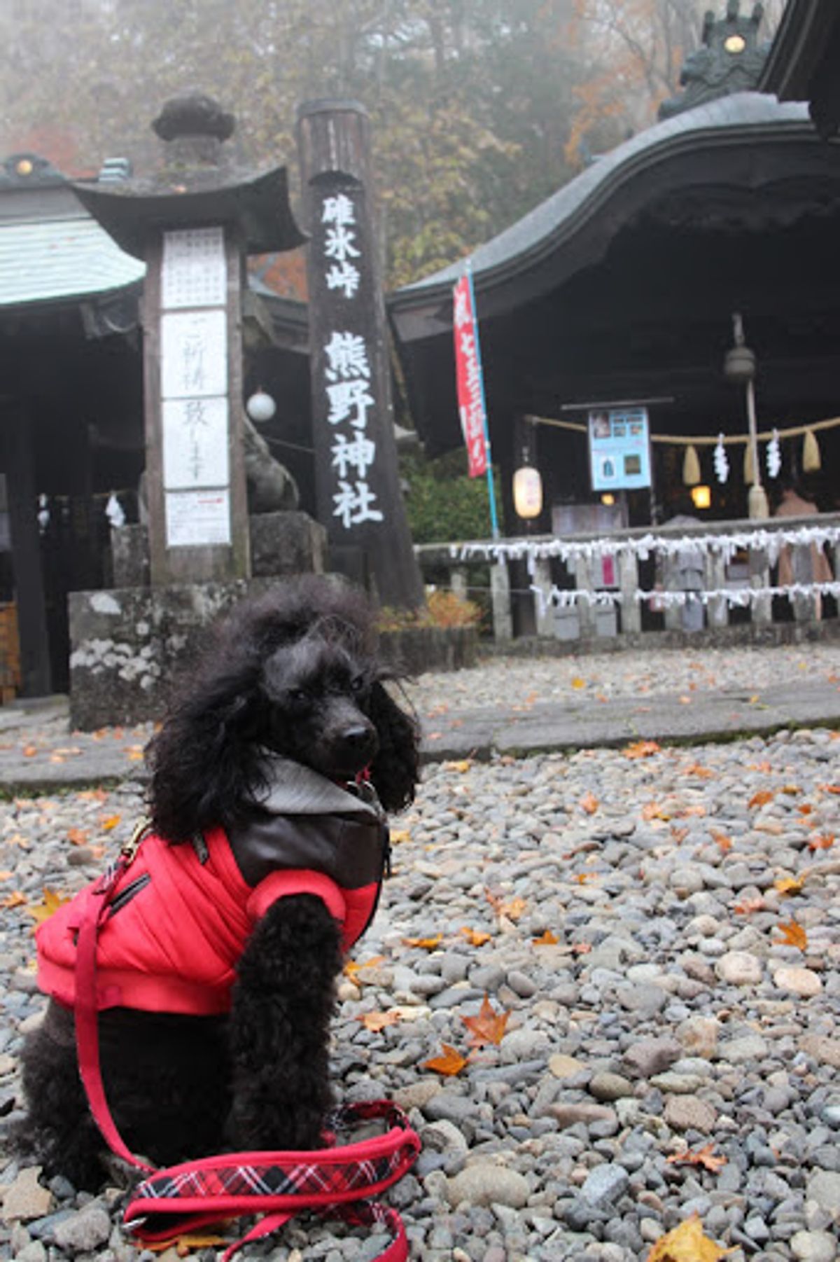 熊野神社、霧が出てたので展望台からの眺めは真っ白(笑)そして気軽に考えてい...