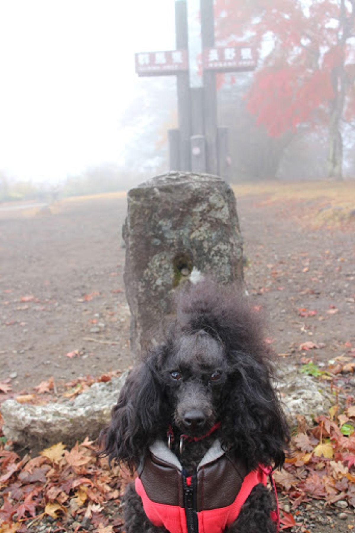 熊野神社、霧が出てたので展望台からの眺めは真っ白(笑)そして気軽に考えてい...