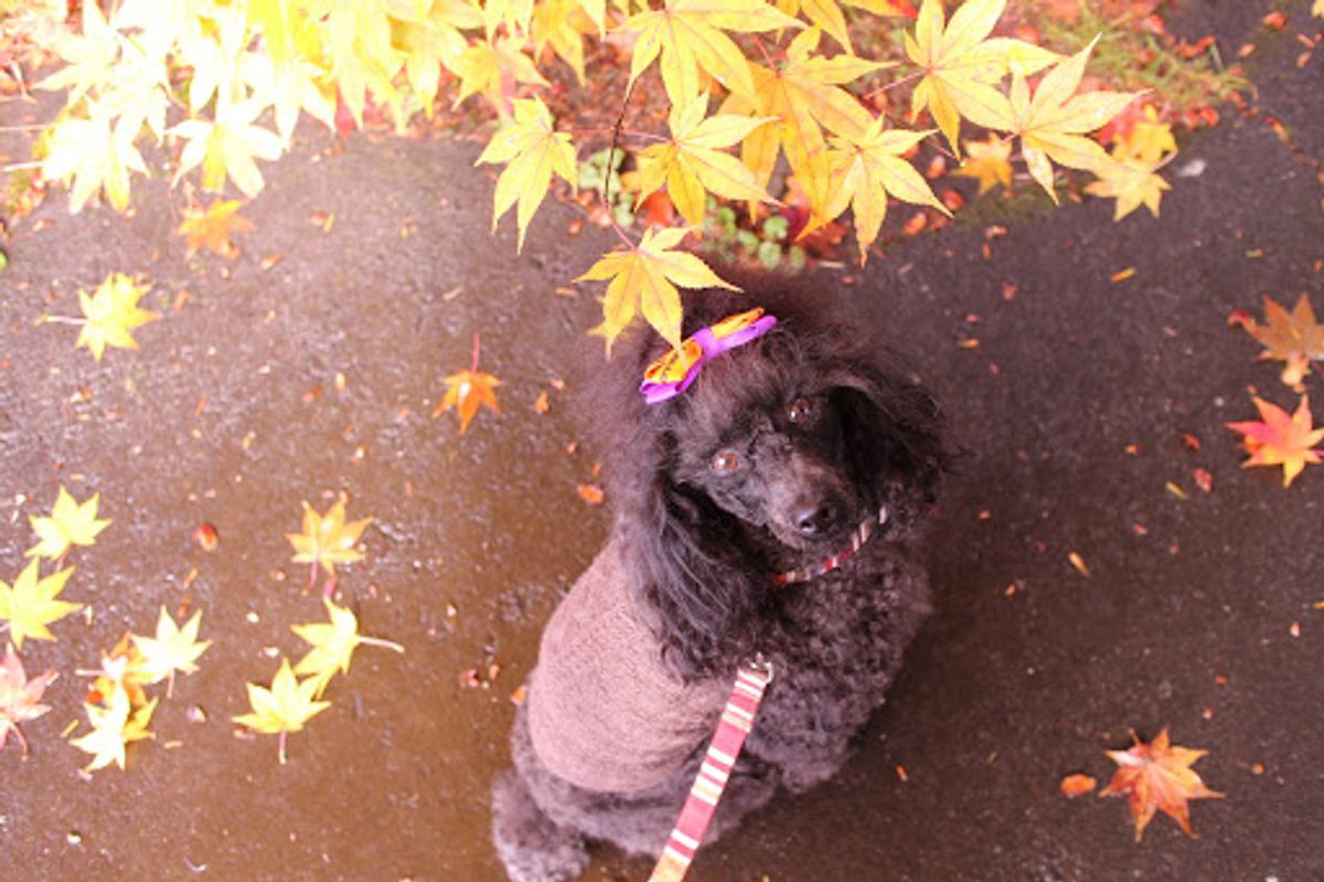 雲場池の紅葉。１日目は曇り空だったけど、2日目は青空。やっぱり水面に移るの...