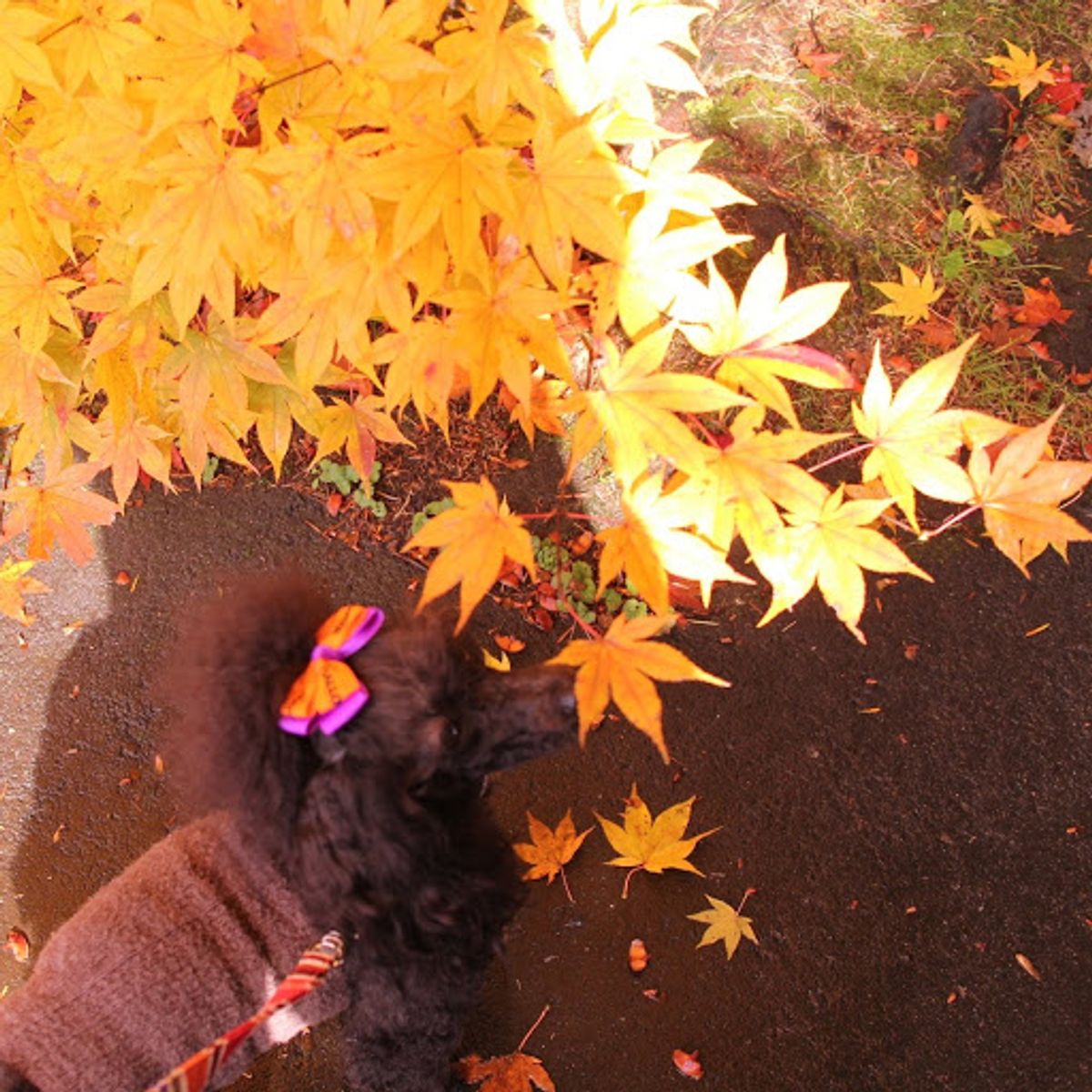 雲場池の紅葉。１日目は曇り空だったけど、2日目は青空。やっぱり水面に移るの...