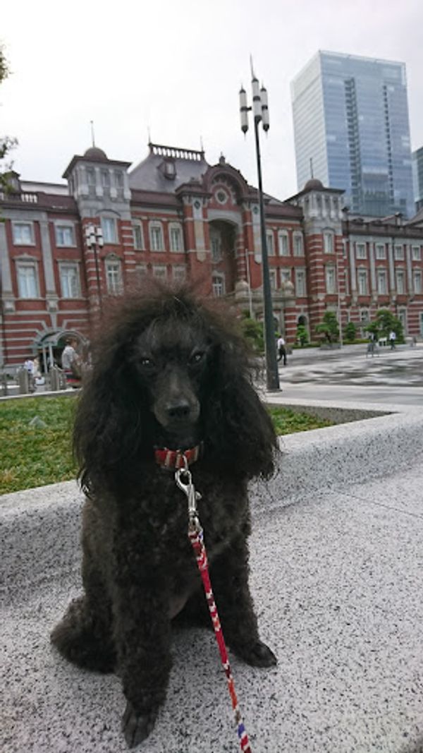 日本・北海道、函館、札幌「北海道旅行」の写真：事の始まりは台風だった。
わんこ連れなの...