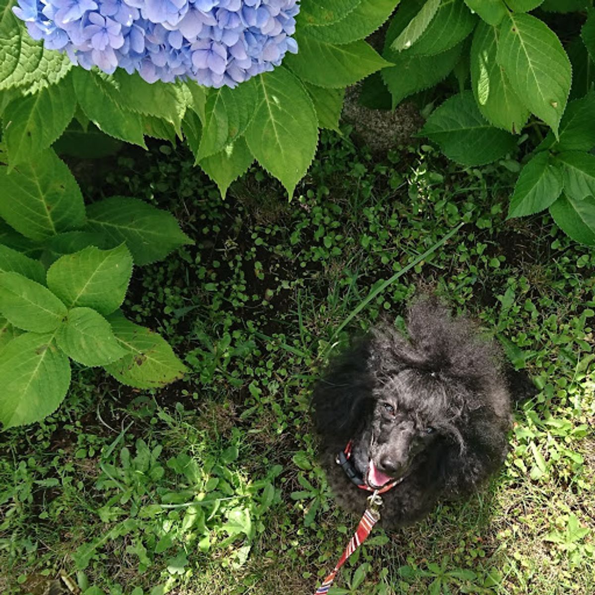 事の始まりは台風だった。
わんこ連れなのでドッグラン付のフェリーで札幌に向...