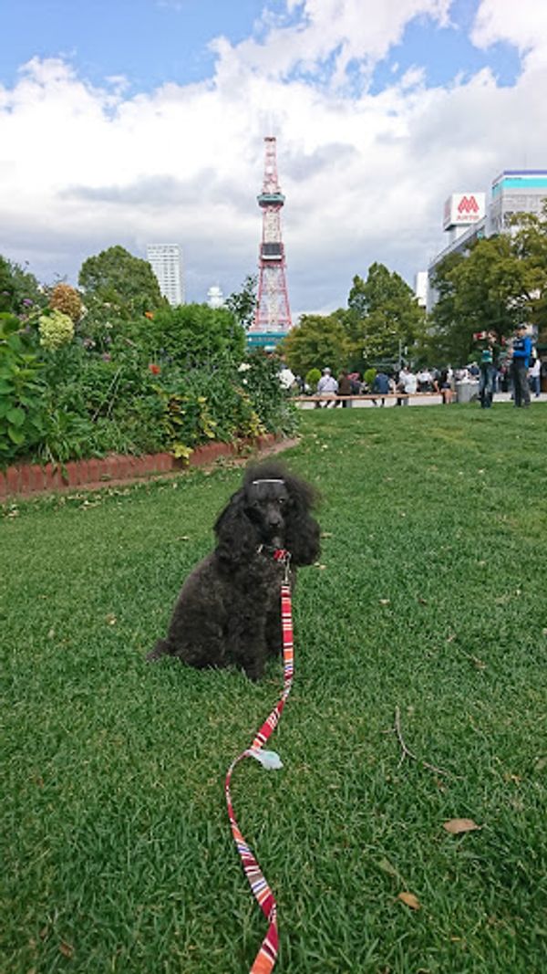 日本・北海道、函館、札幌「北海道旅行」の写真：そして夜中に地震が。確かに強い揺れだった...