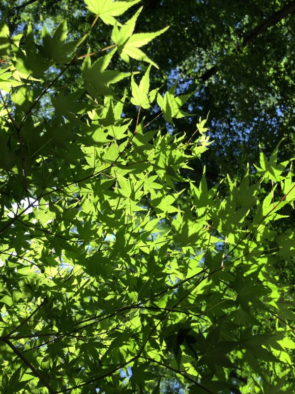 日本・京都府「京都・青紅葉」の写真：秋の京都も良いけど、青紅葉の京都もまた風...