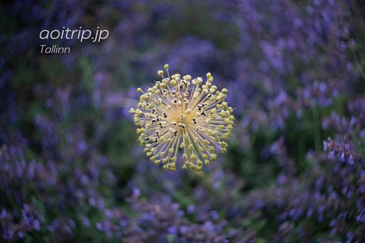 タリン旧市街で見かけたギガンジウム﻿。
こぶし大の大きさをしています。﻿
...
