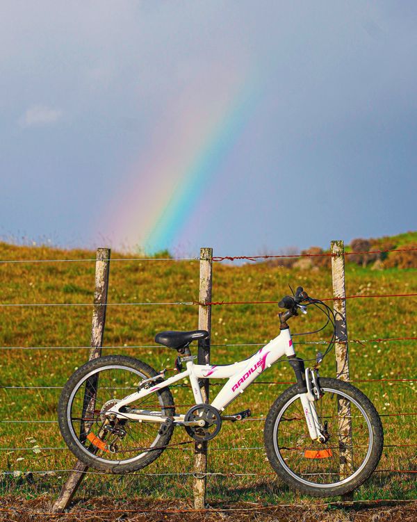 ニュージーランド・ワイトモ「ニュージーランド レンタカーで行き当たりばったりの旅」の写真：また驚愕のフェンスが現れた。

峠を超え...