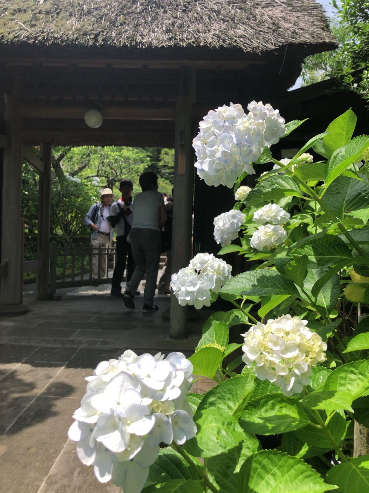 東慶寺は花のお寺として有名。紫陽花の他にもイワタバコやホタルブクロ、ハナシ...