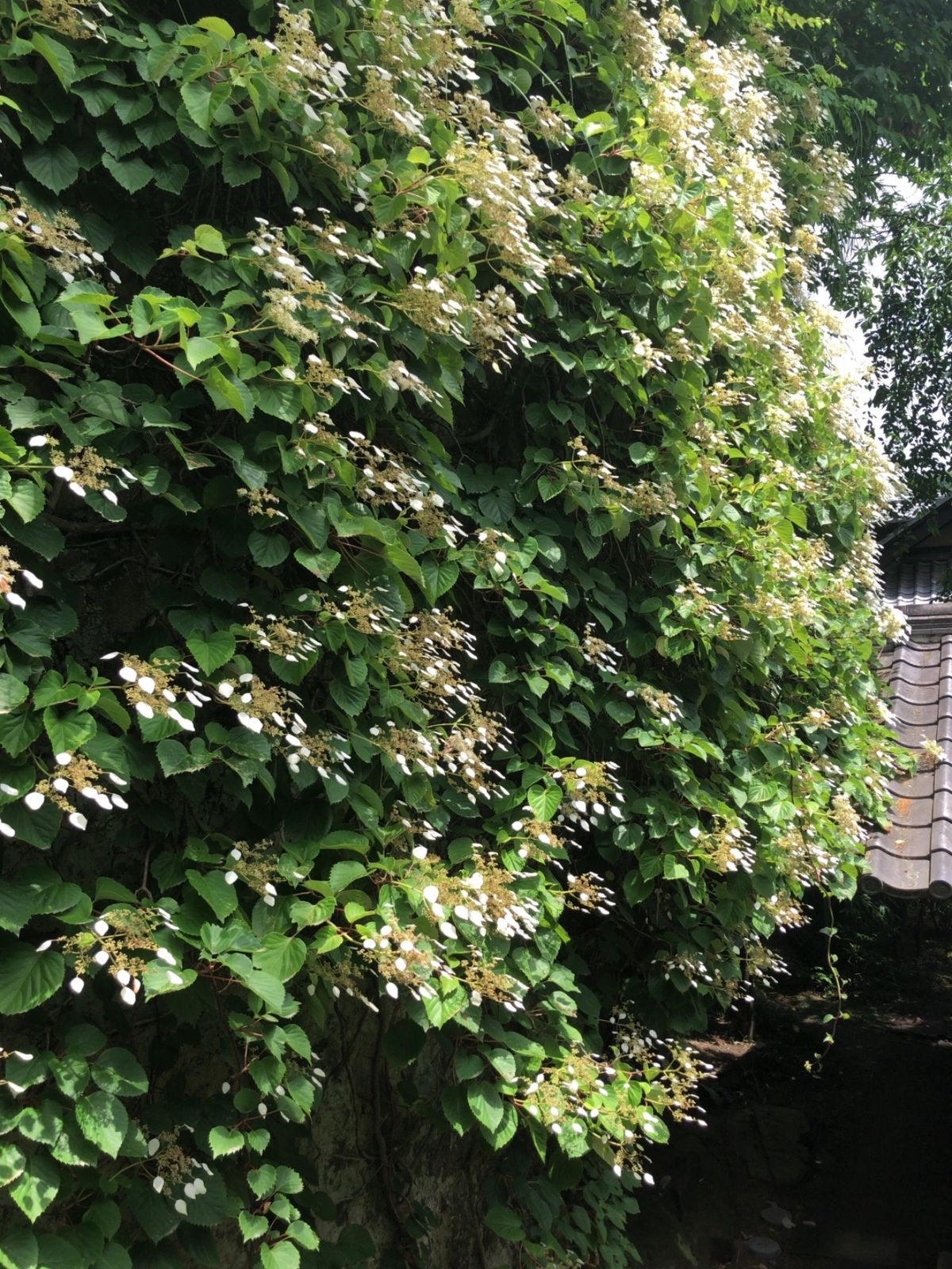 東慶寺は花のお寺として有名。紫陽花の他にもイワタバコやホタルブクロ、ハナシ...