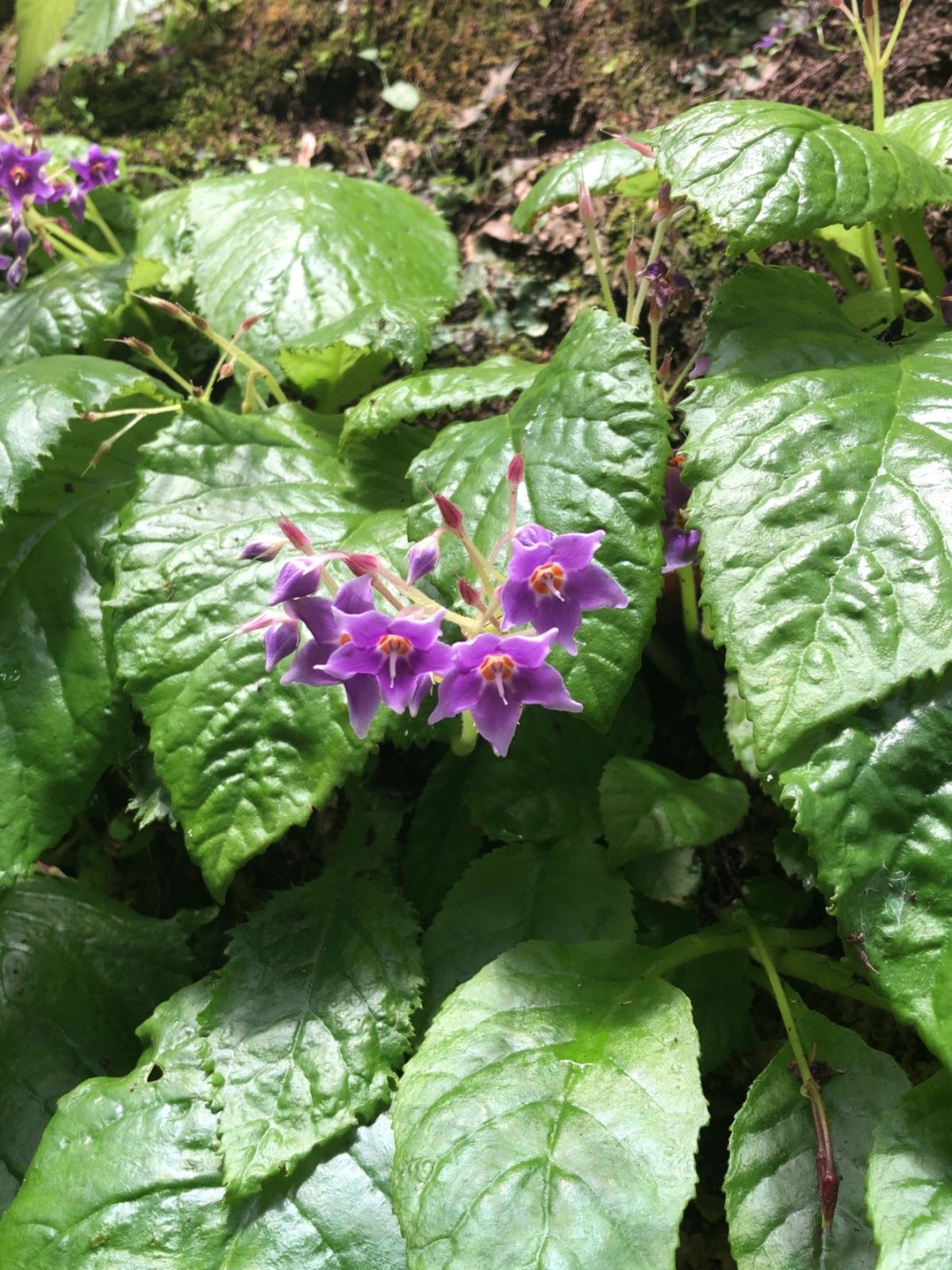東慶寺は花のお寺として有名。紫陽花の他にもイワタバコやホタルブクロ、ハナシ...