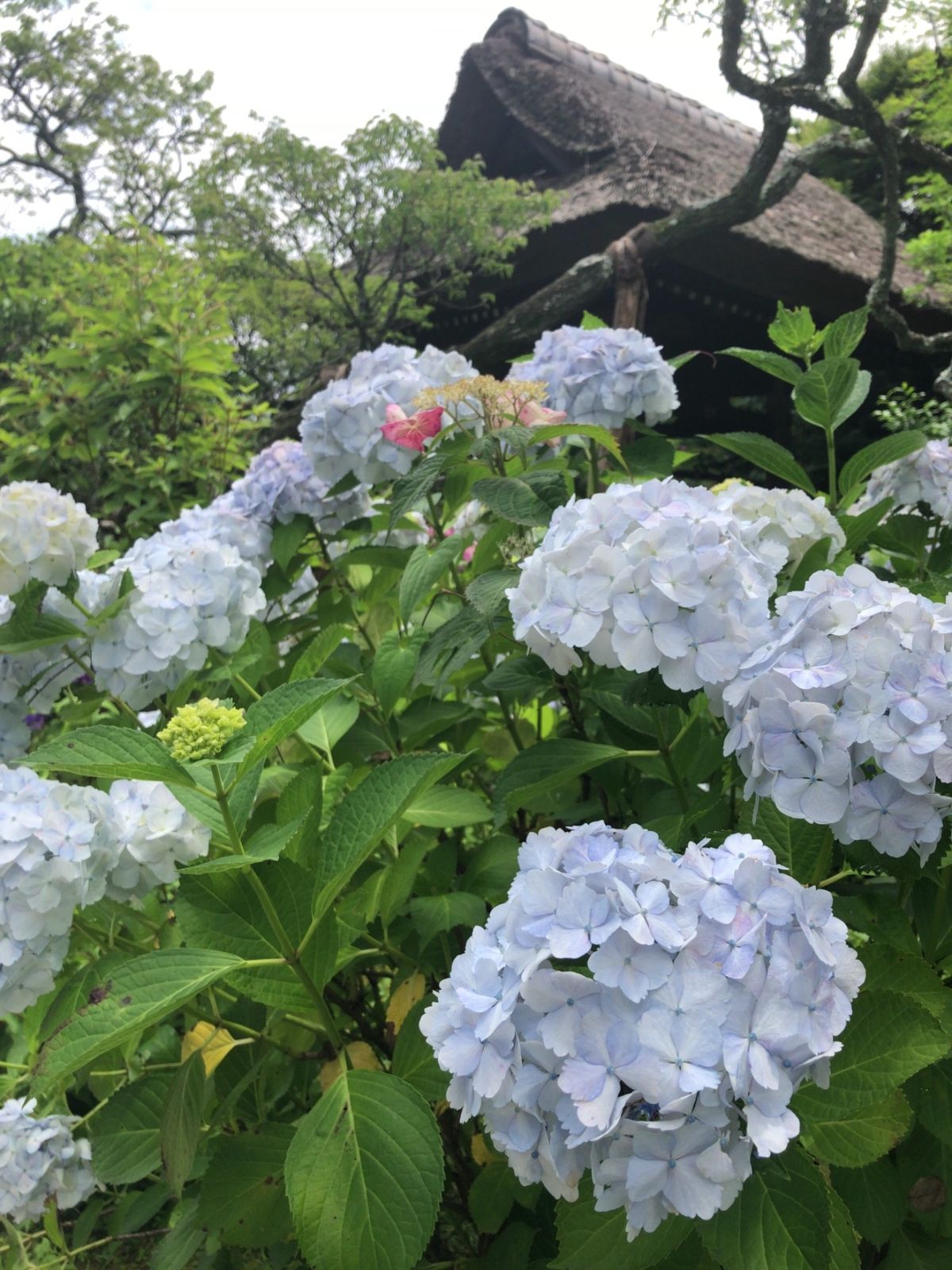 東慶寺は花のお寺として有名。紫陽花の他にもイワタバコやホタルブクロ、ハナシ...