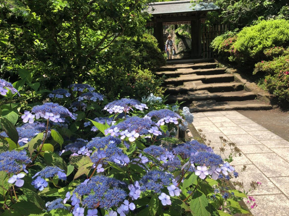 東慶寺と明月院を見た後は浄智寺から大仏ハイキングコースへ。源氏山、銭洗弁天...