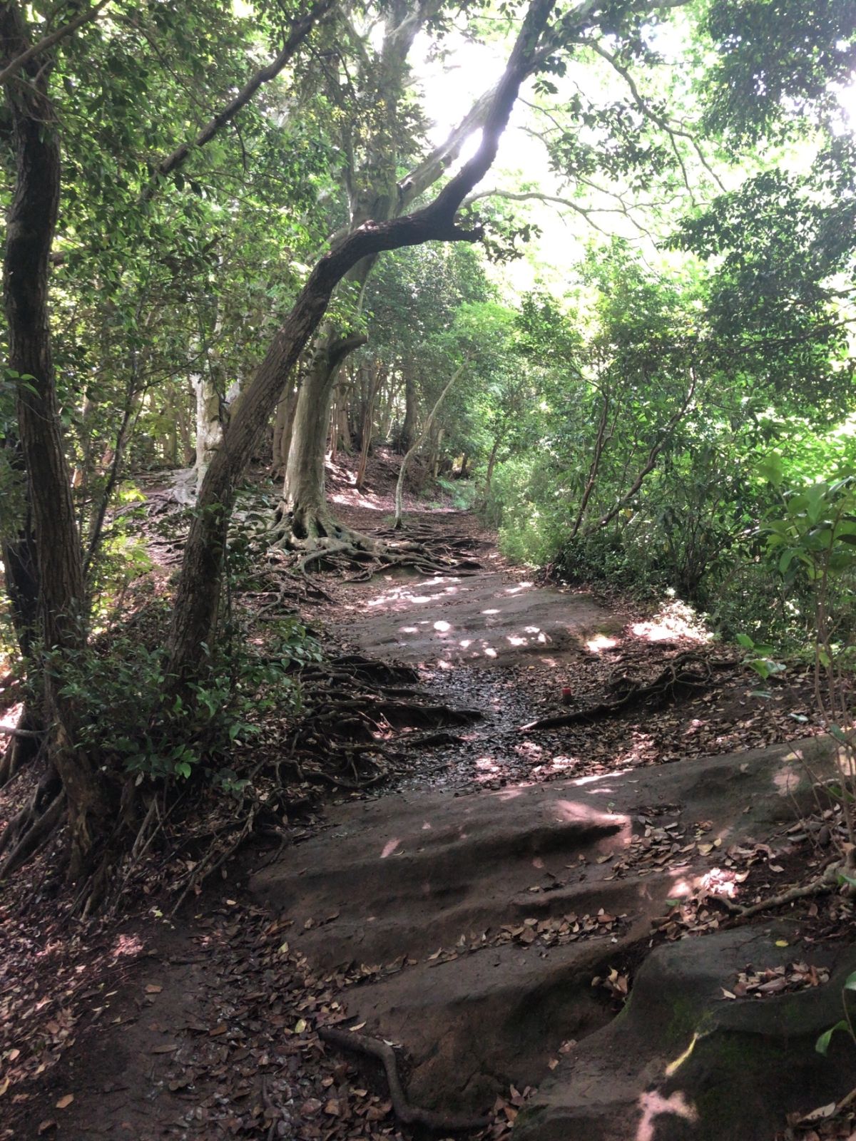 東慶寺と明月院を見た後は浄智寺から大仏ハイキングコースへ。源氏山、銭洗弁天...