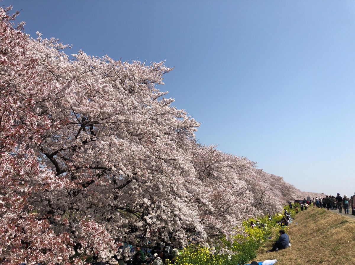 熊谷の桜堤。荒川河川敷に延々と続く桜並木と菜の花のコラボレーション。これは...