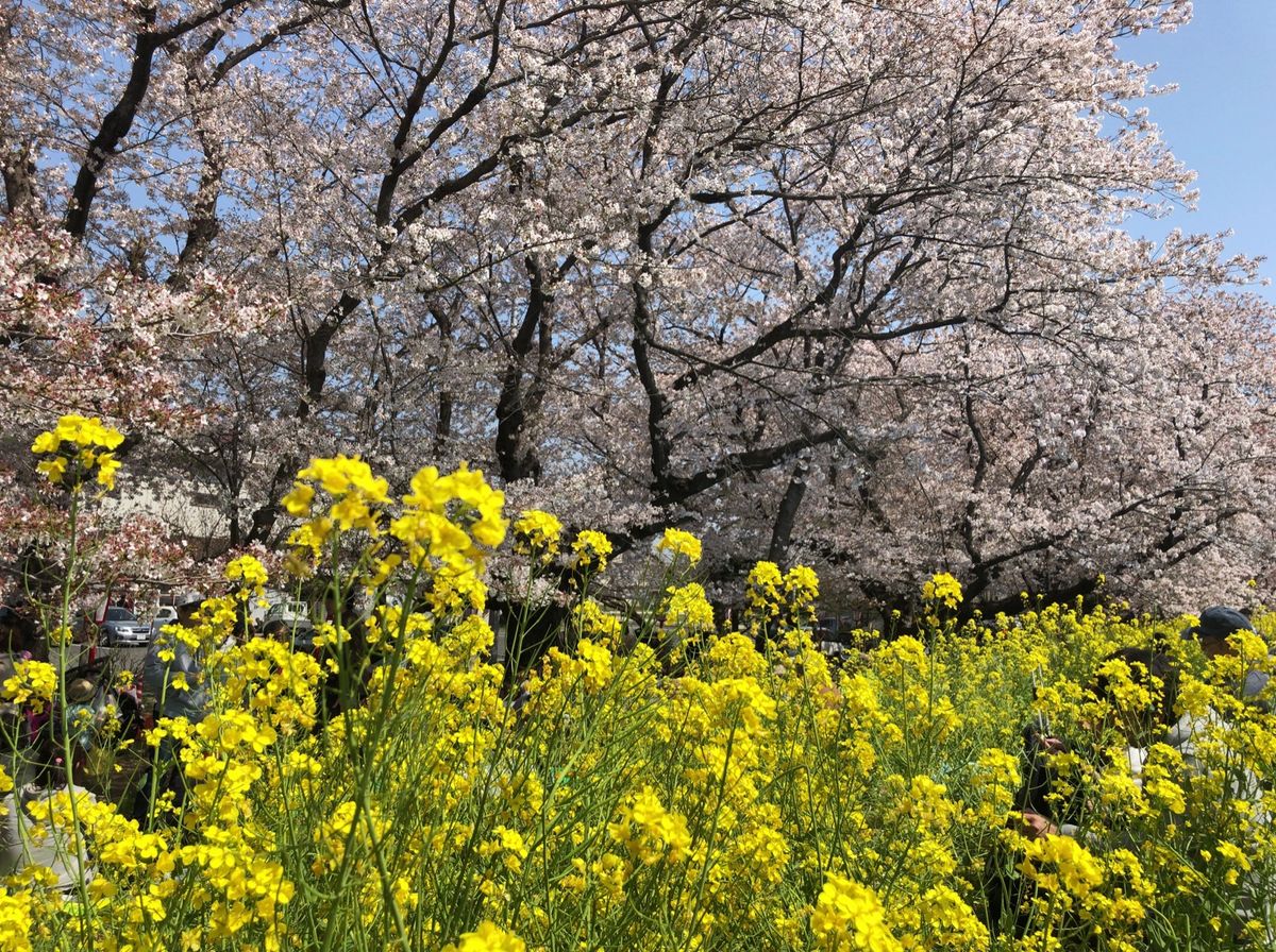 熊谷の桜堤。荒川河川敷に延々と続く桜並木と菜の花のコラボレーション。これは...