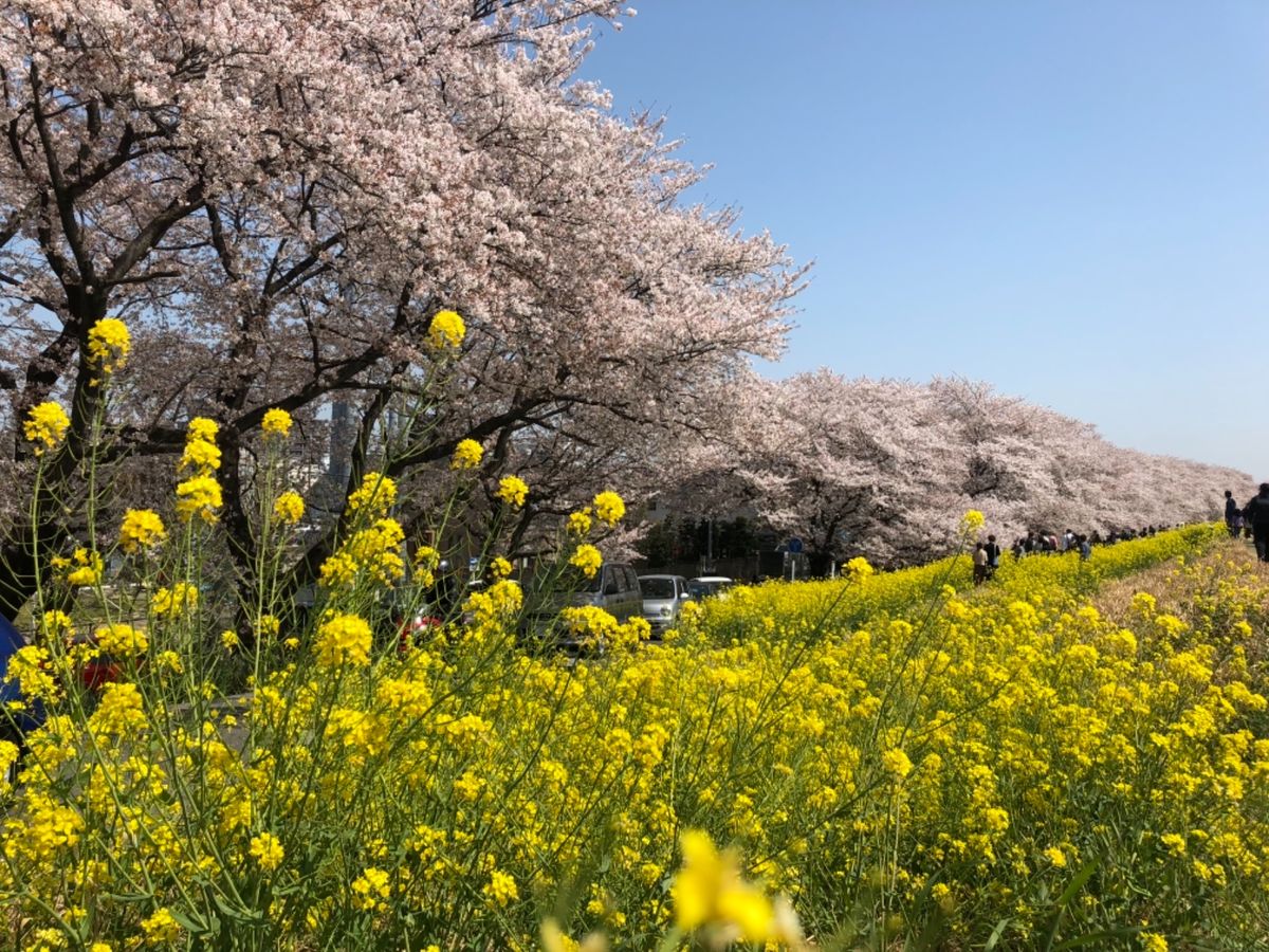 熊谷の桜堤。荒川河川敷に延々と続く桜並木と菜の花のコラボレーション。これは...
