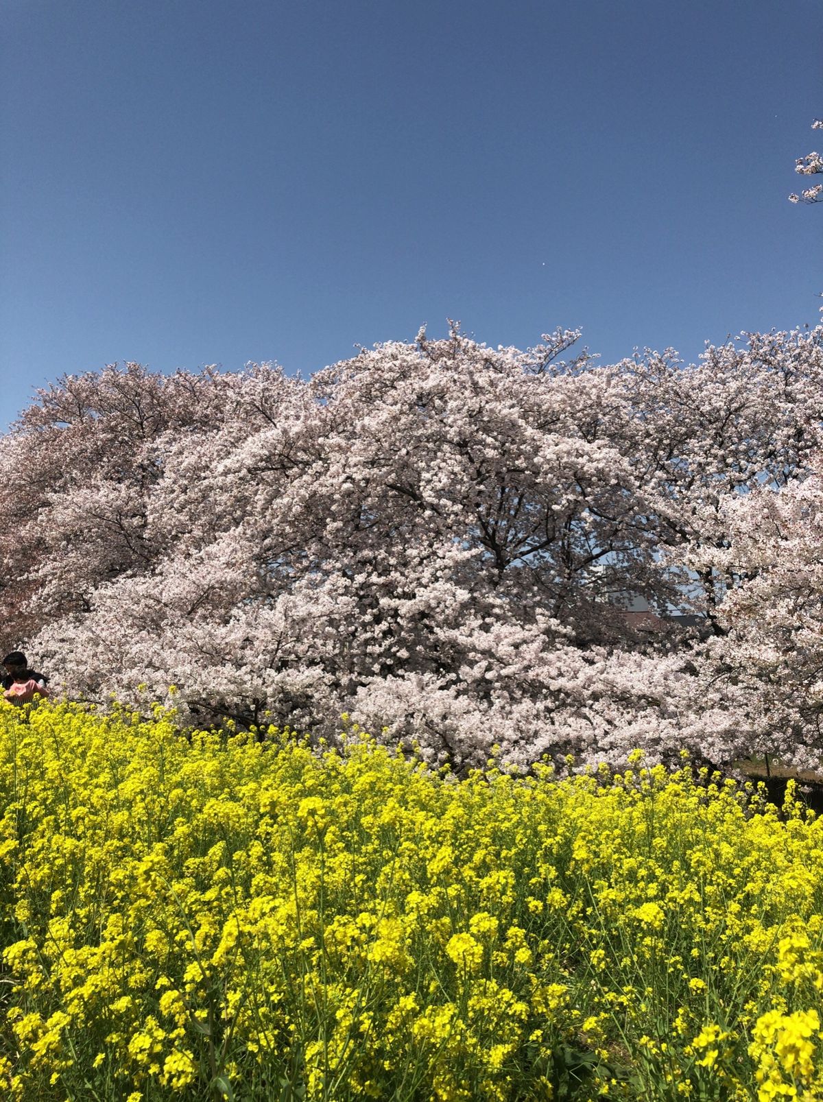 熊谷の桜堤。荒川河川敷に延々と続く桜並木と菜の花のコラボレーション。これは...