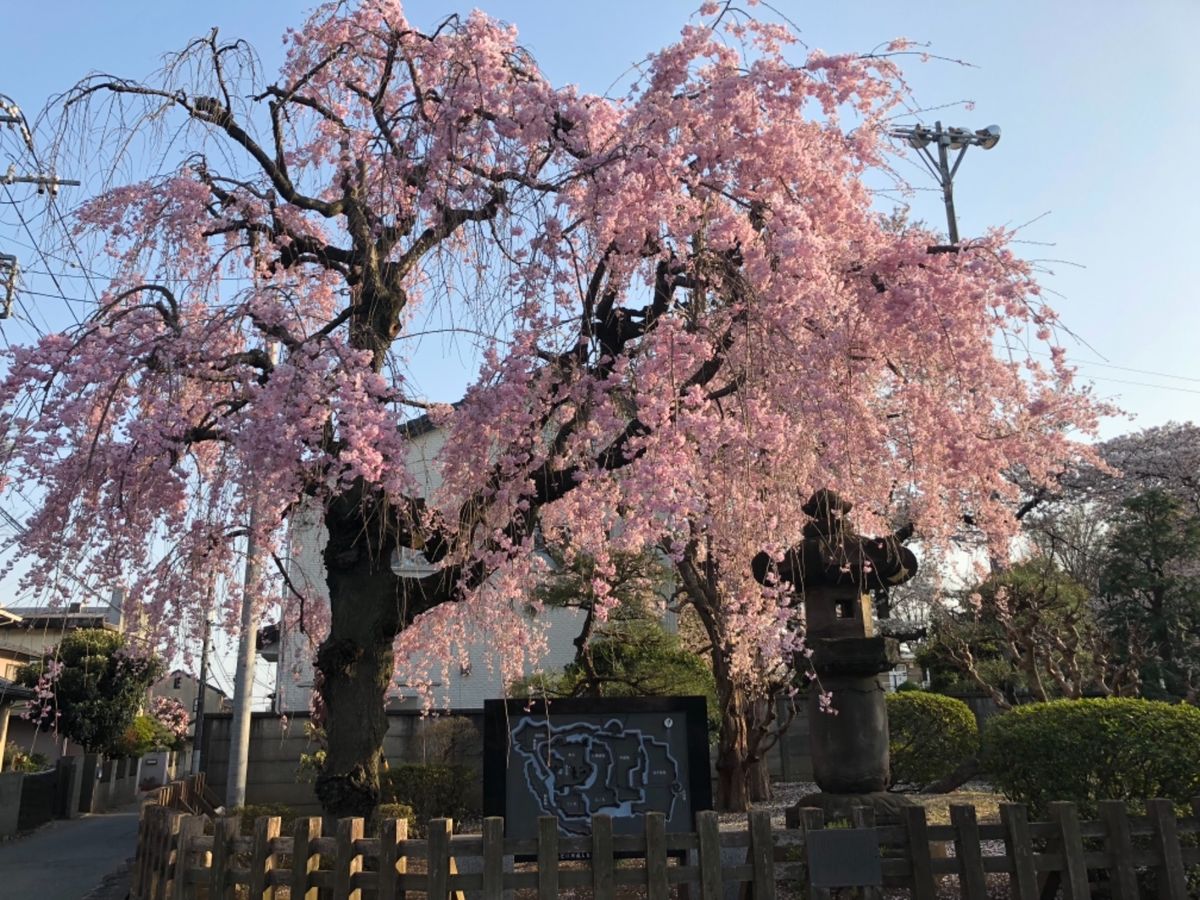 熊谷の桜を見た後は、小江戸川越に。こちらも桜は見頃を迎えていました。
