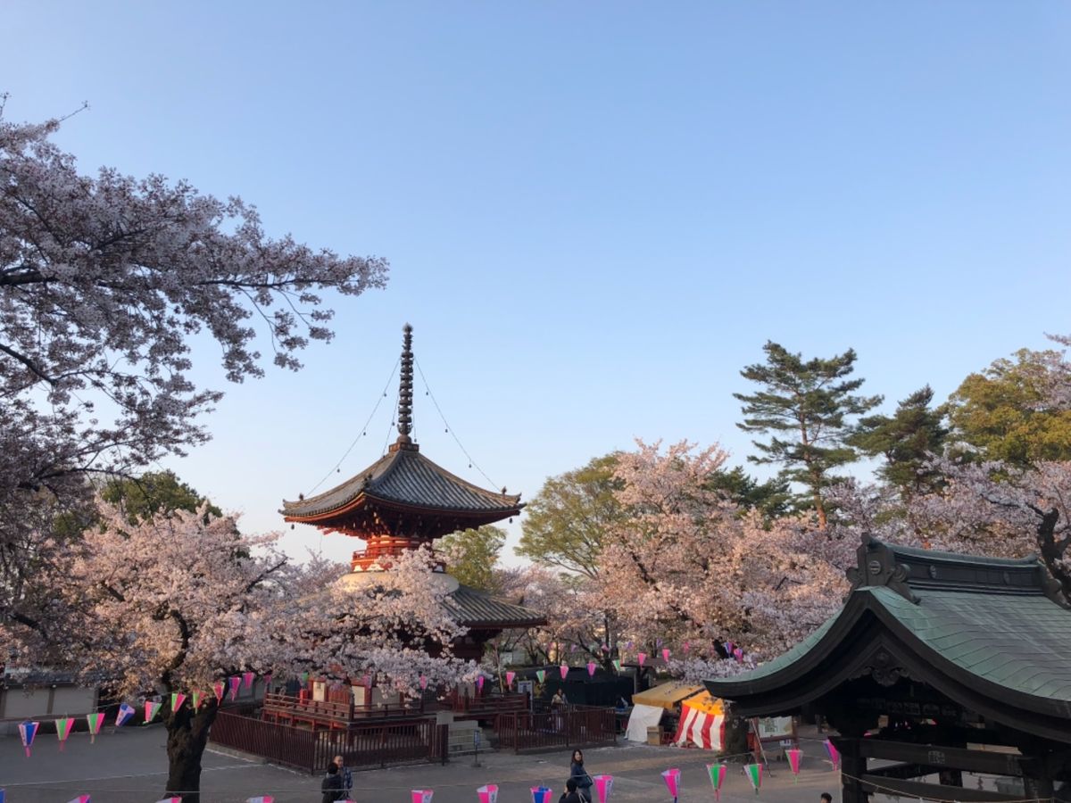 熊谷の桜を見た後は、小江戸川越に。こちらも桜は見頃を迎えていました。