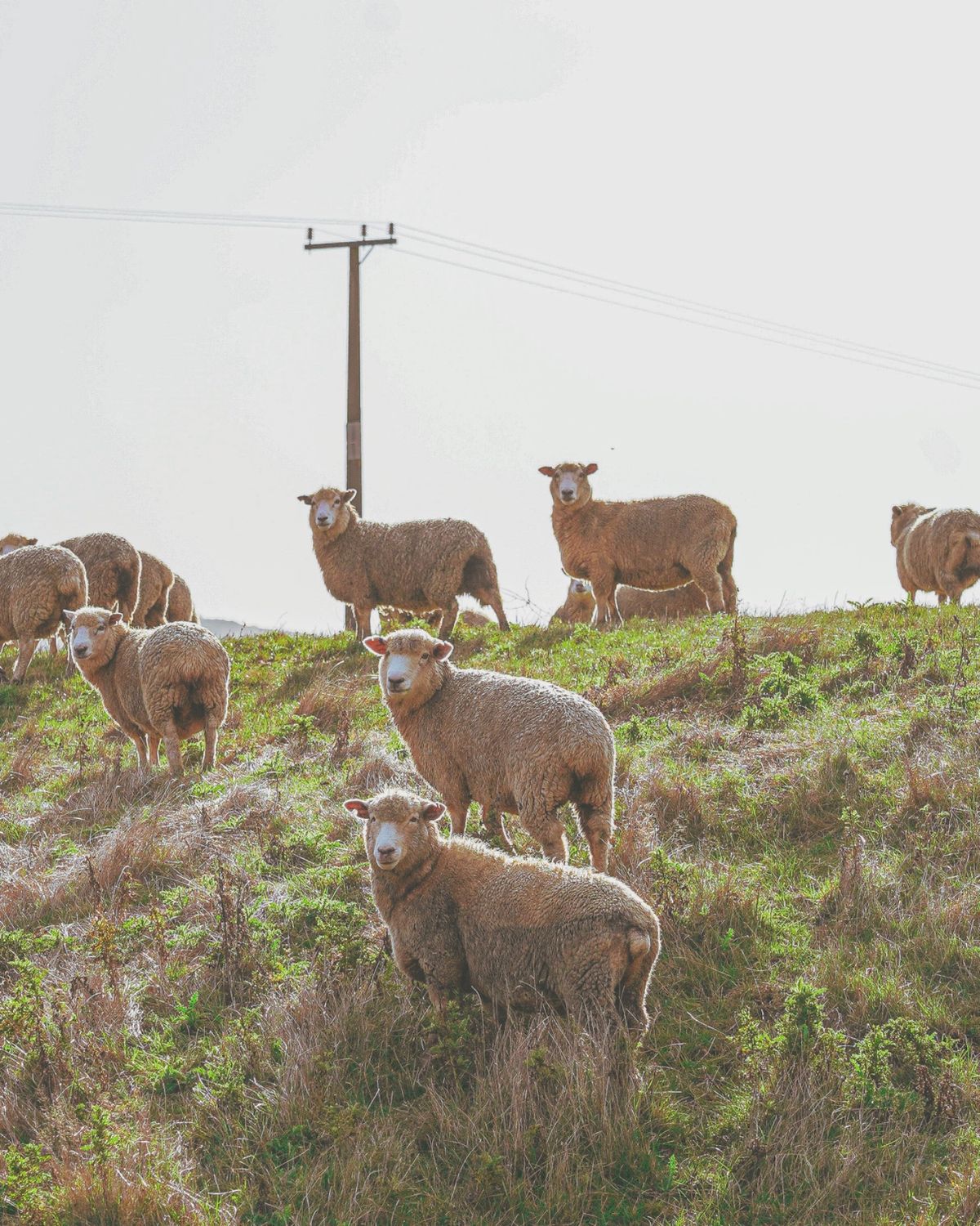 ニュージーランドに来てすごく意外だったことがある。それは・・・

羊がほと...