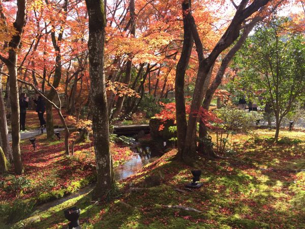 日本・京都府「京都紅葉と神戸ルミナリエ」の写真：知人のおすすめで行った宝厳院。初めて行っ...