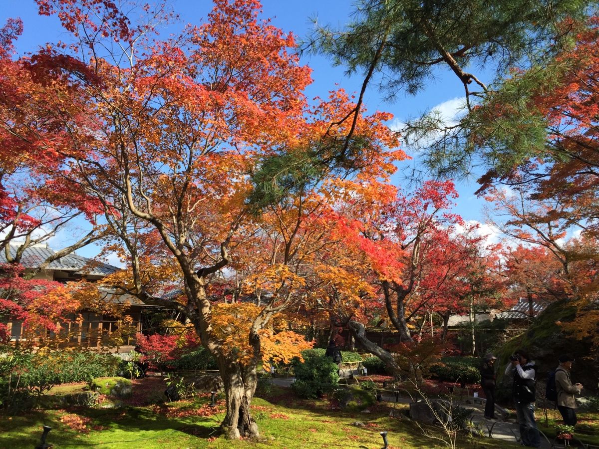 知人のおすすめで行った宝厳院。初めて行ったけど、見事な紅葉でした。
