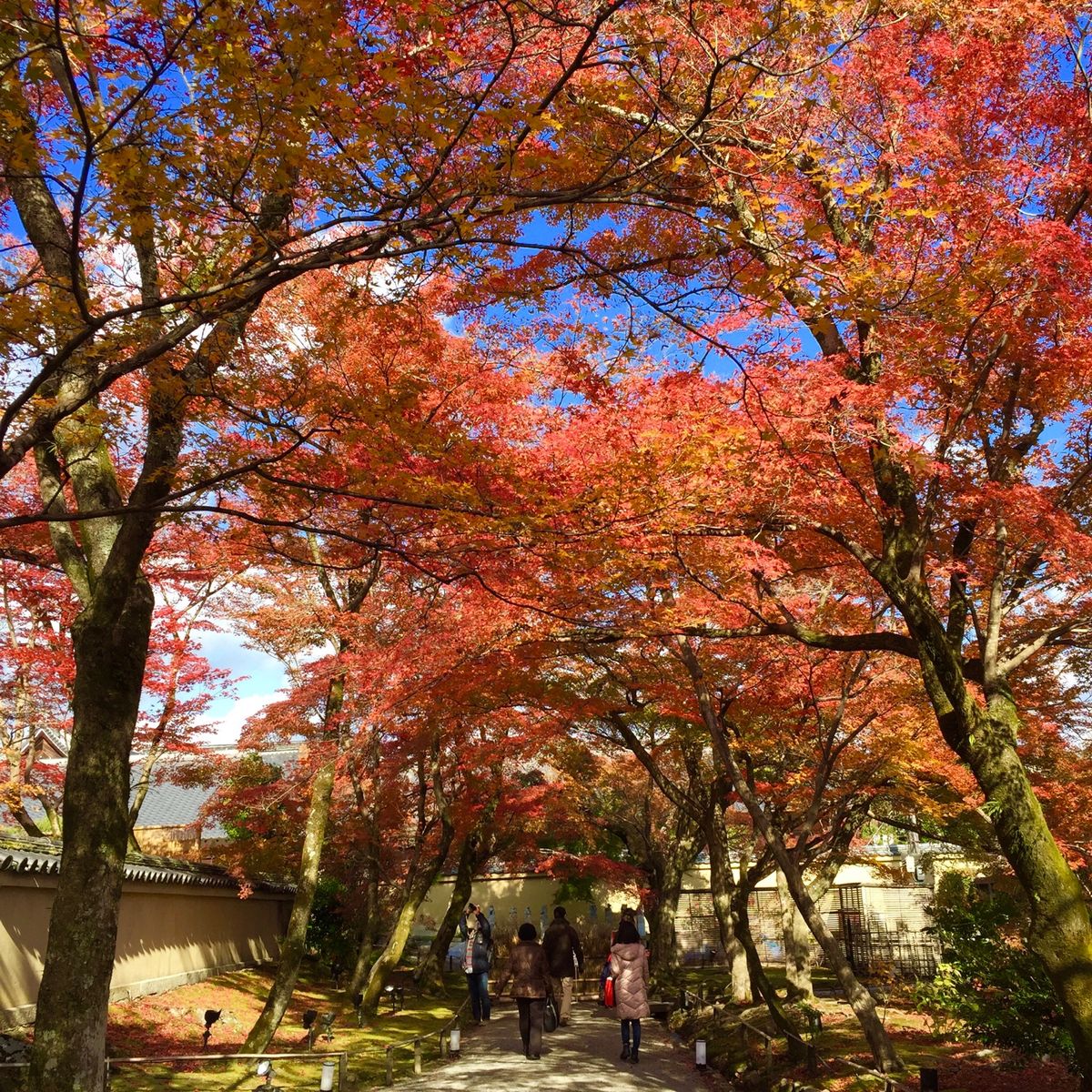 知人のおすすめで行った宝厳院。初めて行ったけど、見事な紅葉でした。