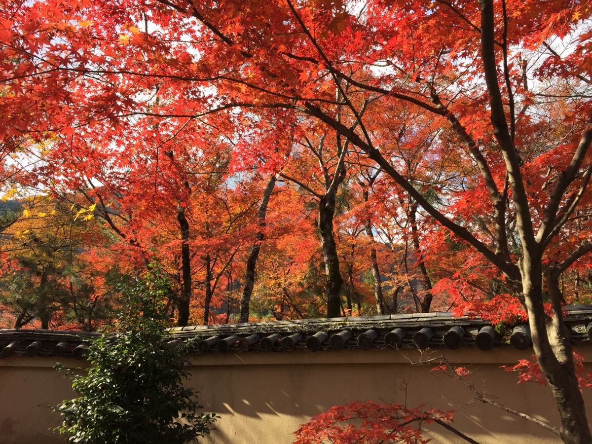 知人のおすすめで行った宝厳院。初めて行ったけど、見事な紅葉でした。