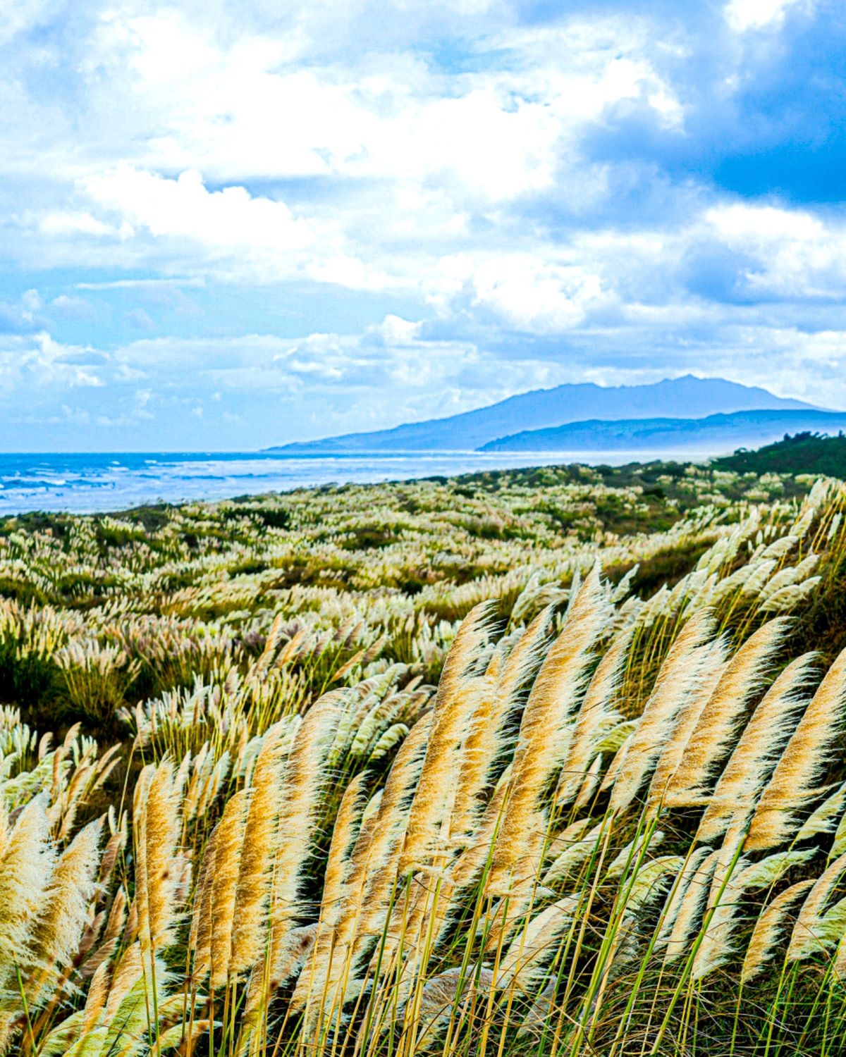 砂の丘の上は、強い風が吹いていた。

カフィアの町から出ると、すぐに林に囲...