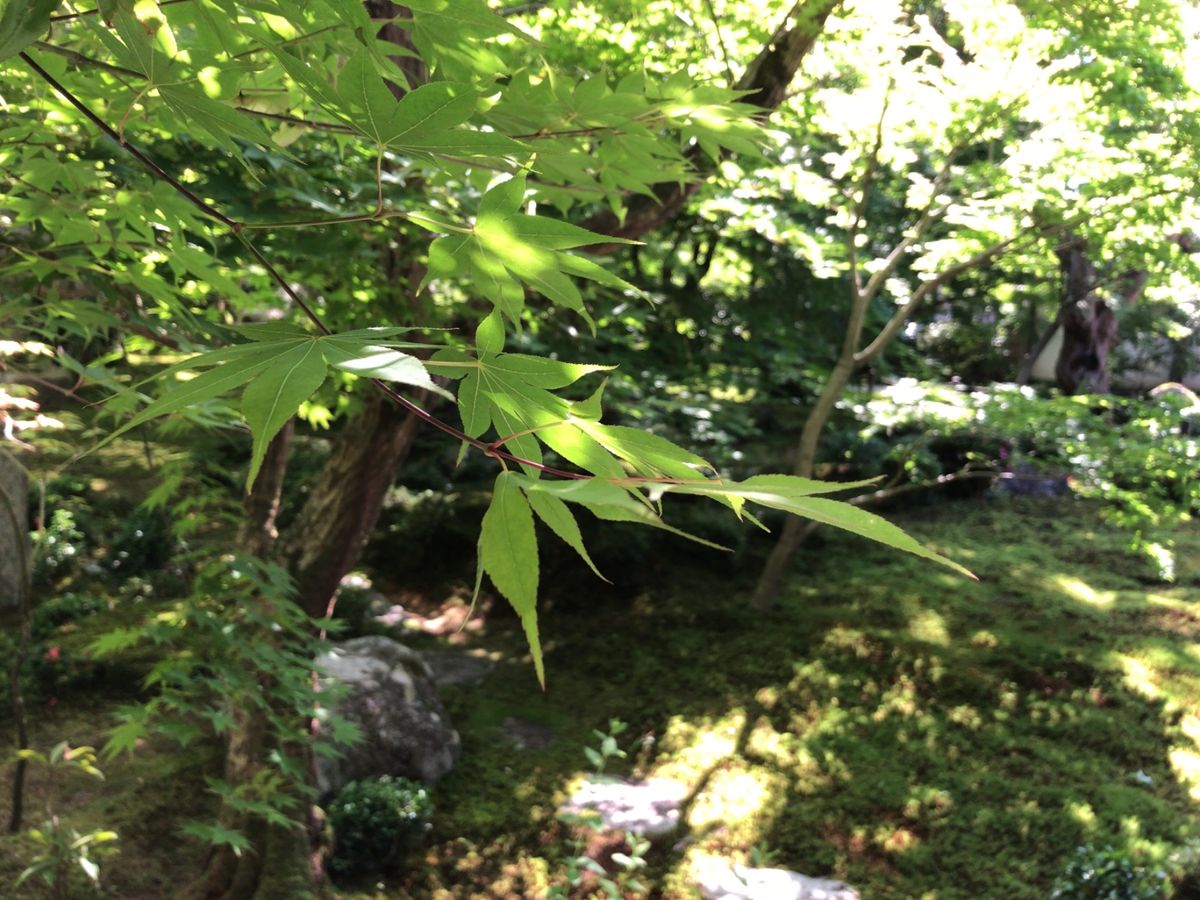 詩仙堂からは圓光寺へ。枯山水の庭も良い。
