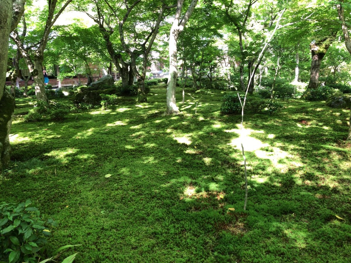 詩仙堂からは圓光寺へ。枯山水の庭も良い。