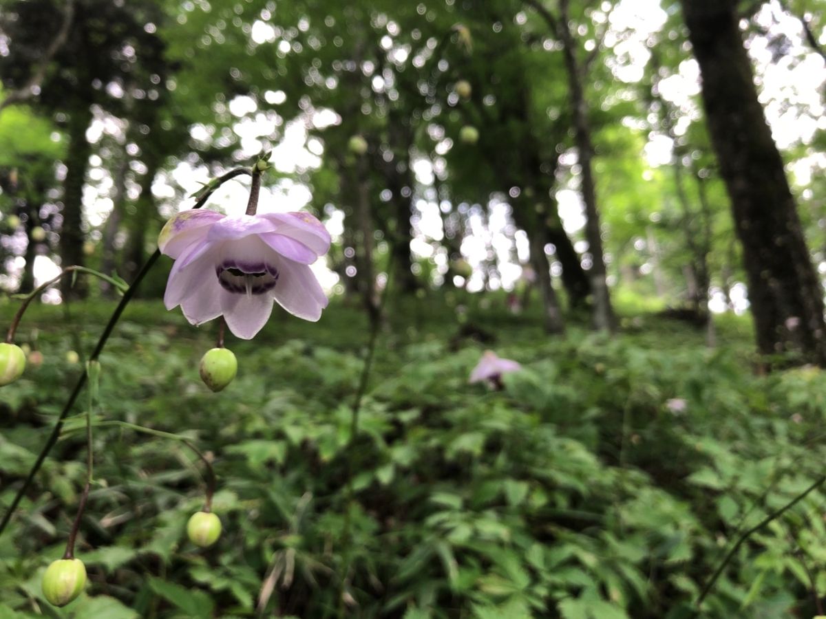 ここ御岳山は国内でも有数の規模を誇るレンゲショウマの自生地。約50000株...