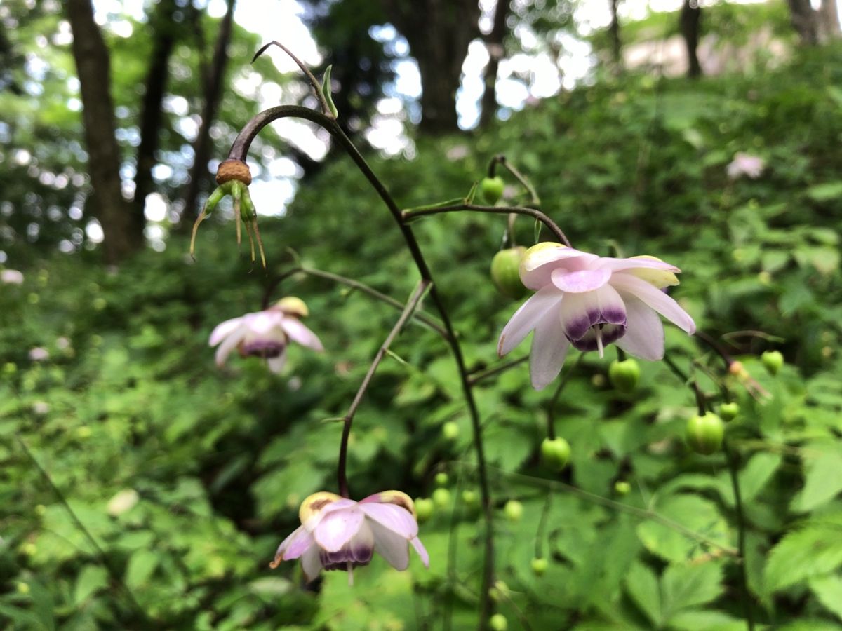 ここ御岳山は国内でも有数の規模を誇るレンゲショウマの自生地。約50000株...