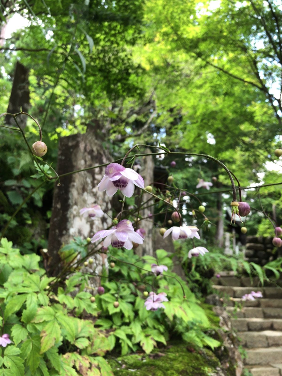 ここ御岳山は国内でも有数の規模を誇るレンゲショウマの自生地。約50000株...