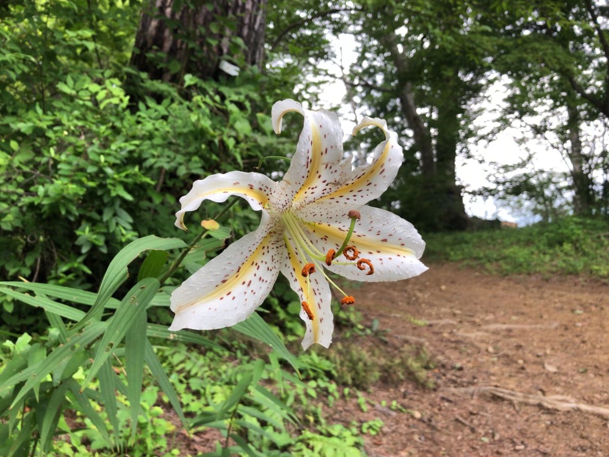 ここ御岳山は国内でも有数の規模を誇るレンゲショウマの自生地。約50000株...
