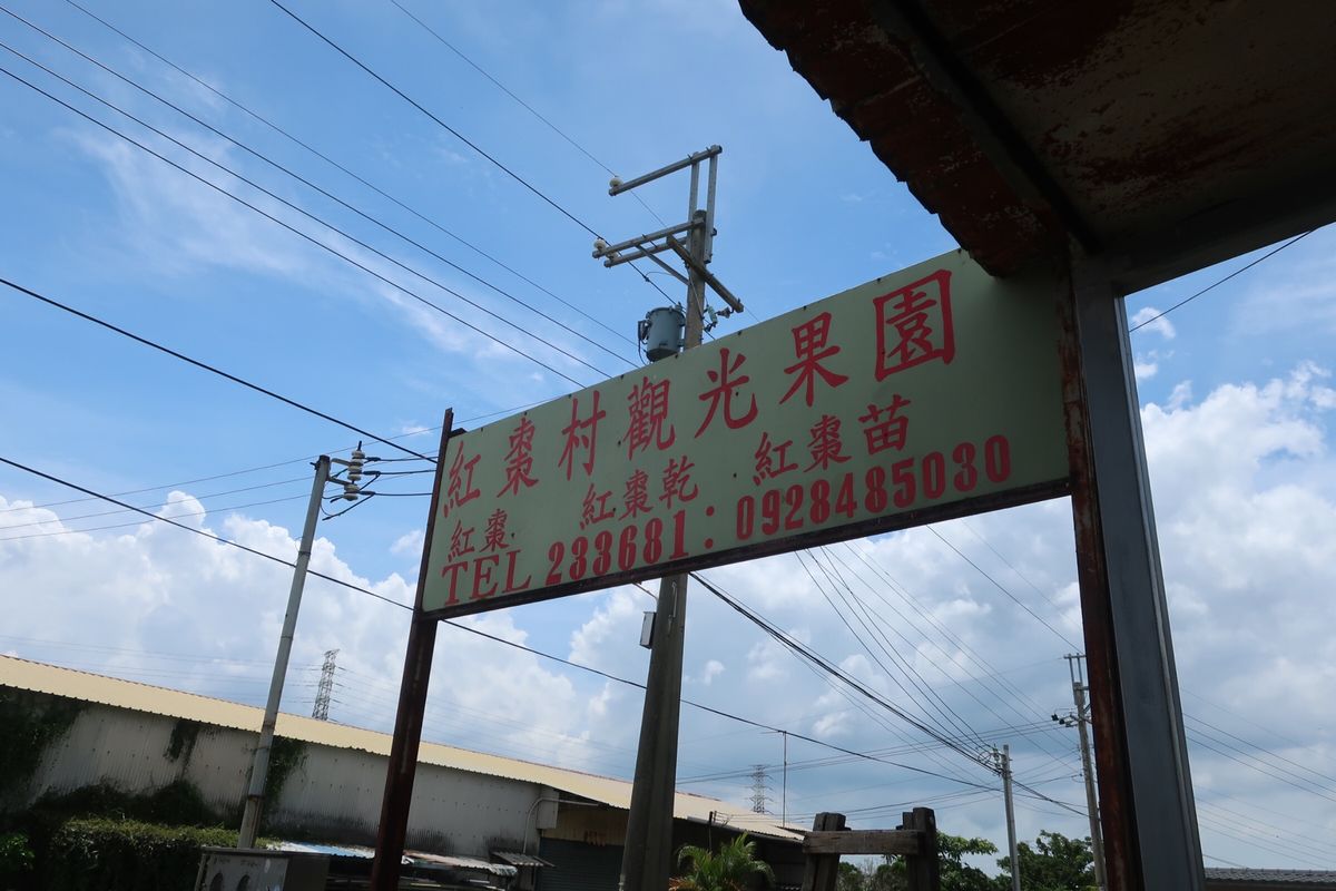 苗栗は7月〜8月に棗の収穫となる。時期が合えばピッキングもさせてもらえる。...