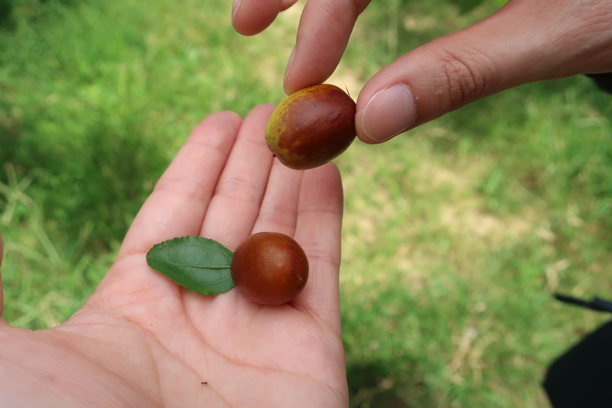 苗栗は7月〜8月に棗の収穫となる。時期が合えばピッキングもさせてもらえる。...