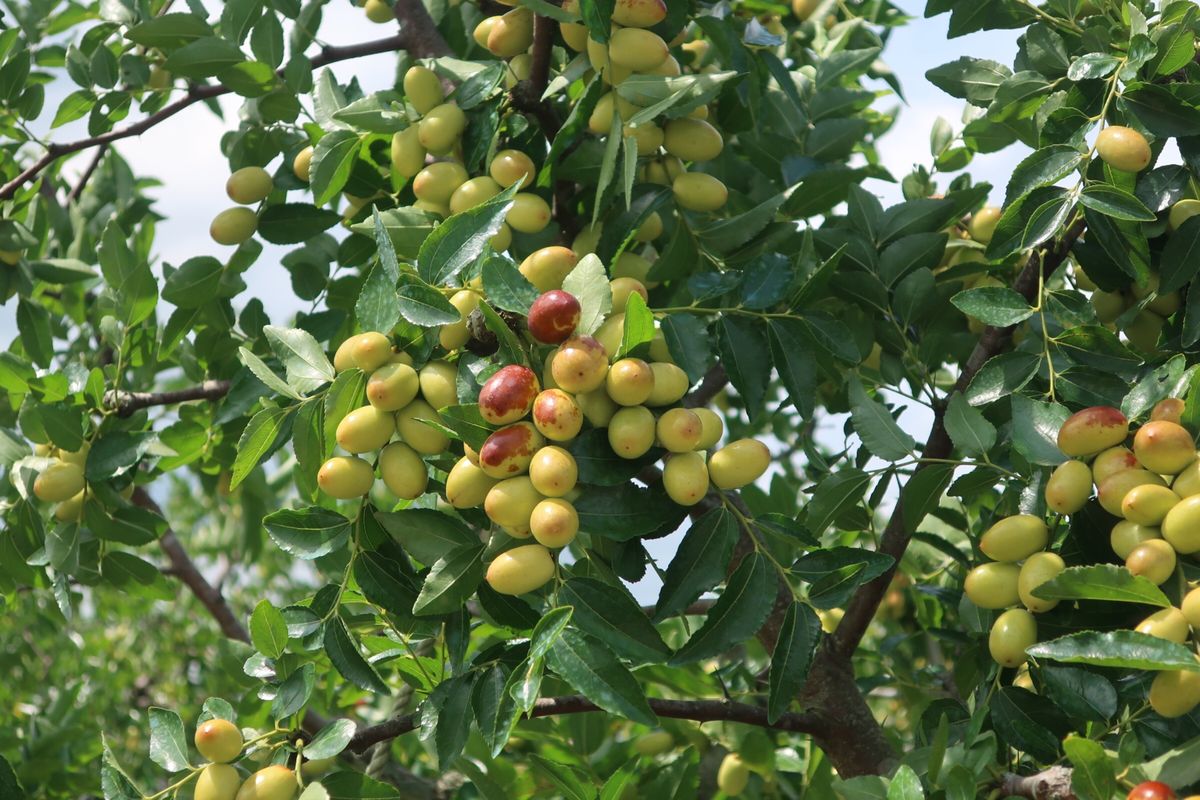 苗栗は7月〜8月に棗の収穫となる。時期が合えばピッキングもさせてもらえる。...
