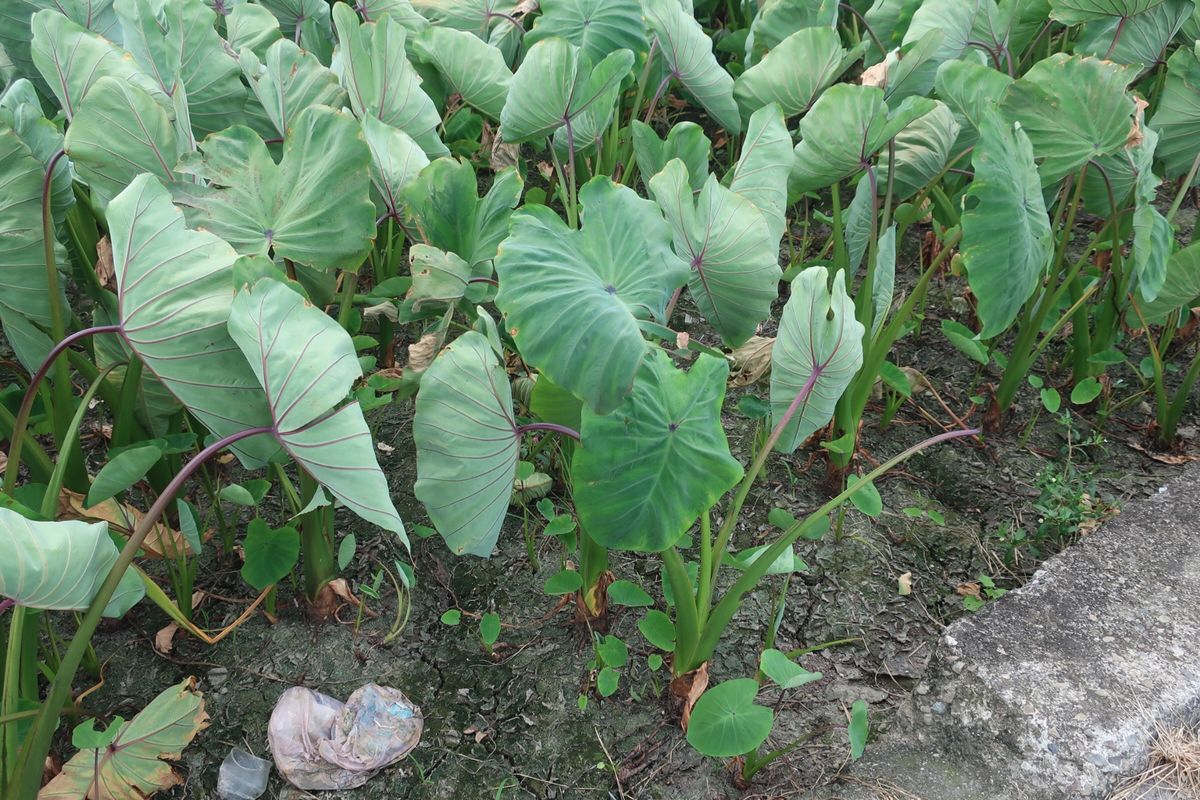 苗栗は7月〜8月に棗の収穫となる。時期が合えばピッキングもさせてもらえる。...