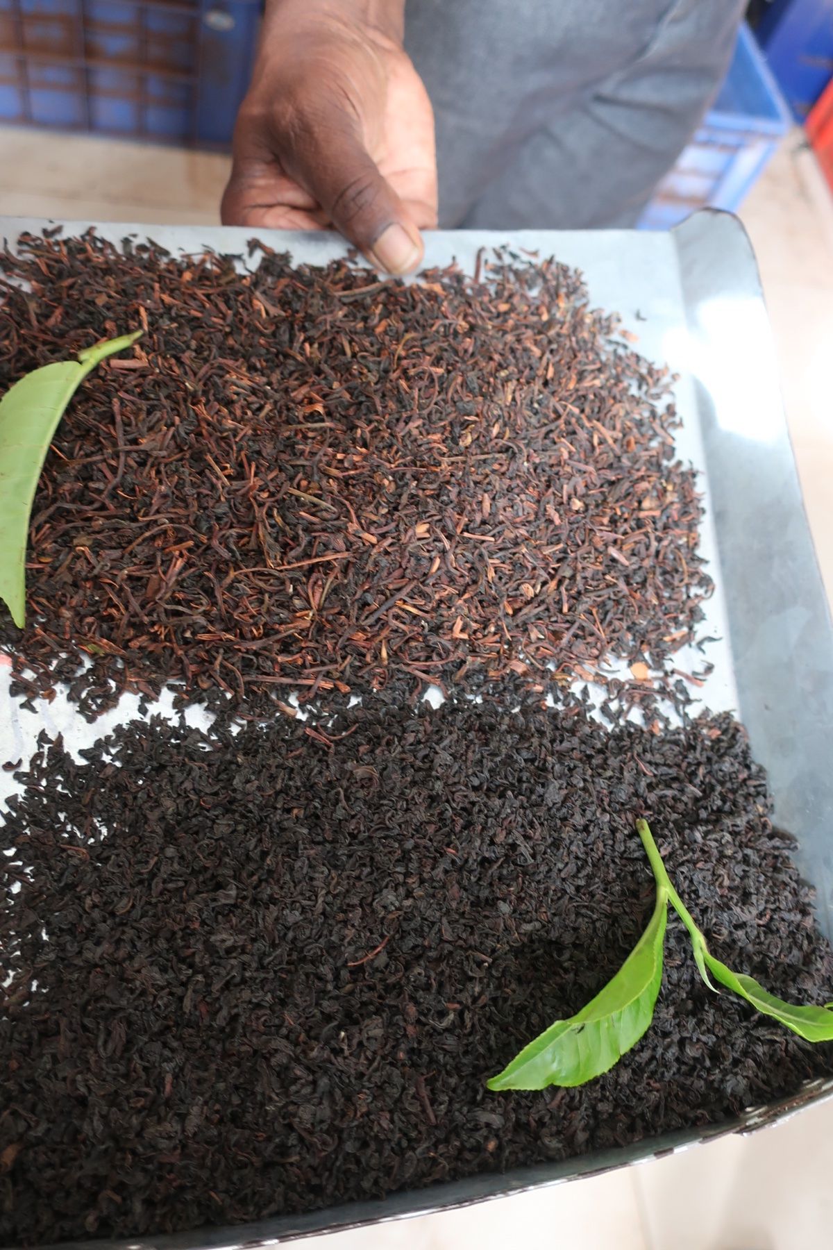 エッラの朝はオシャレなトゥクトゥクでHalpewatte Tea Fact...