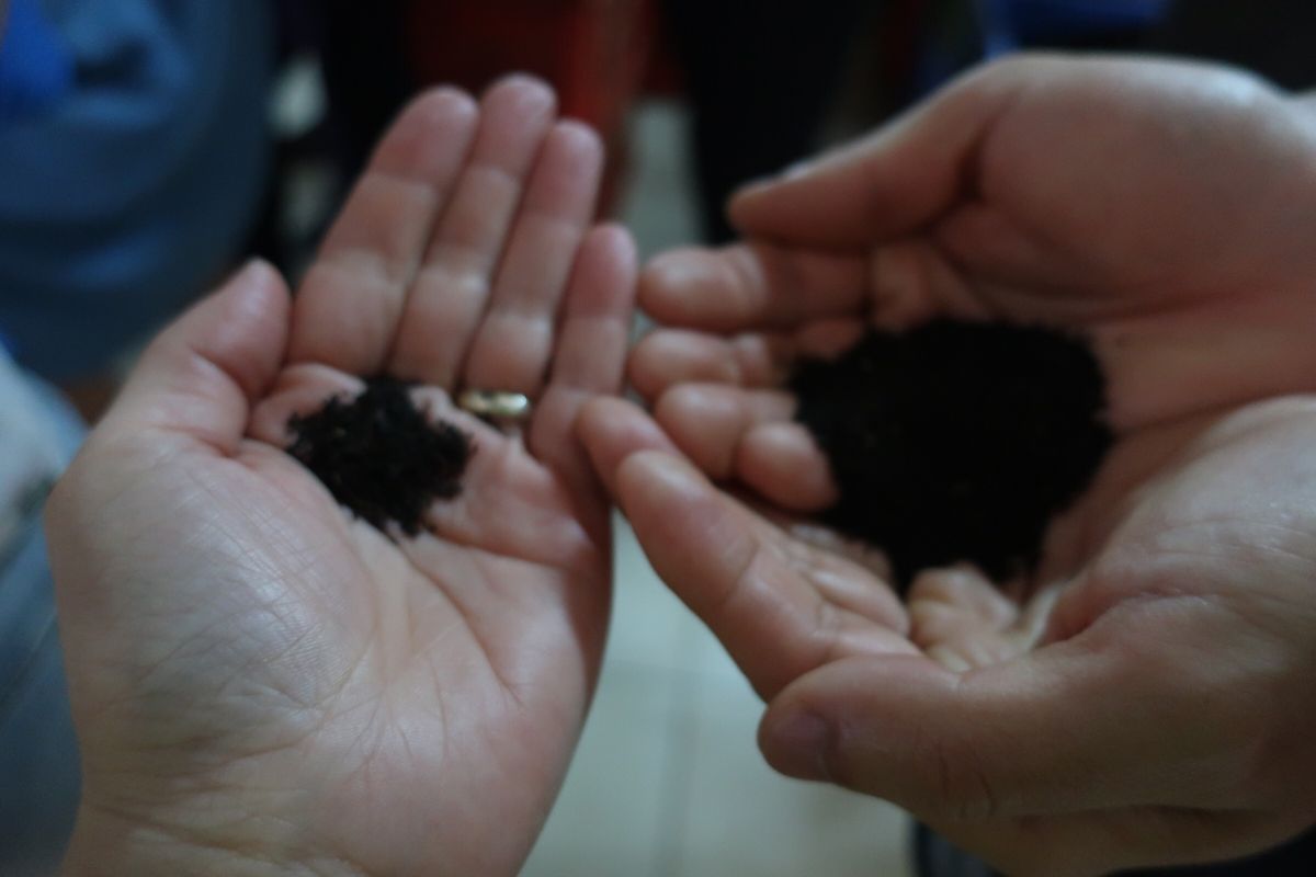 エッラの朝はオシャレなトゥクトゥクでHalpewatte Tea Fact...