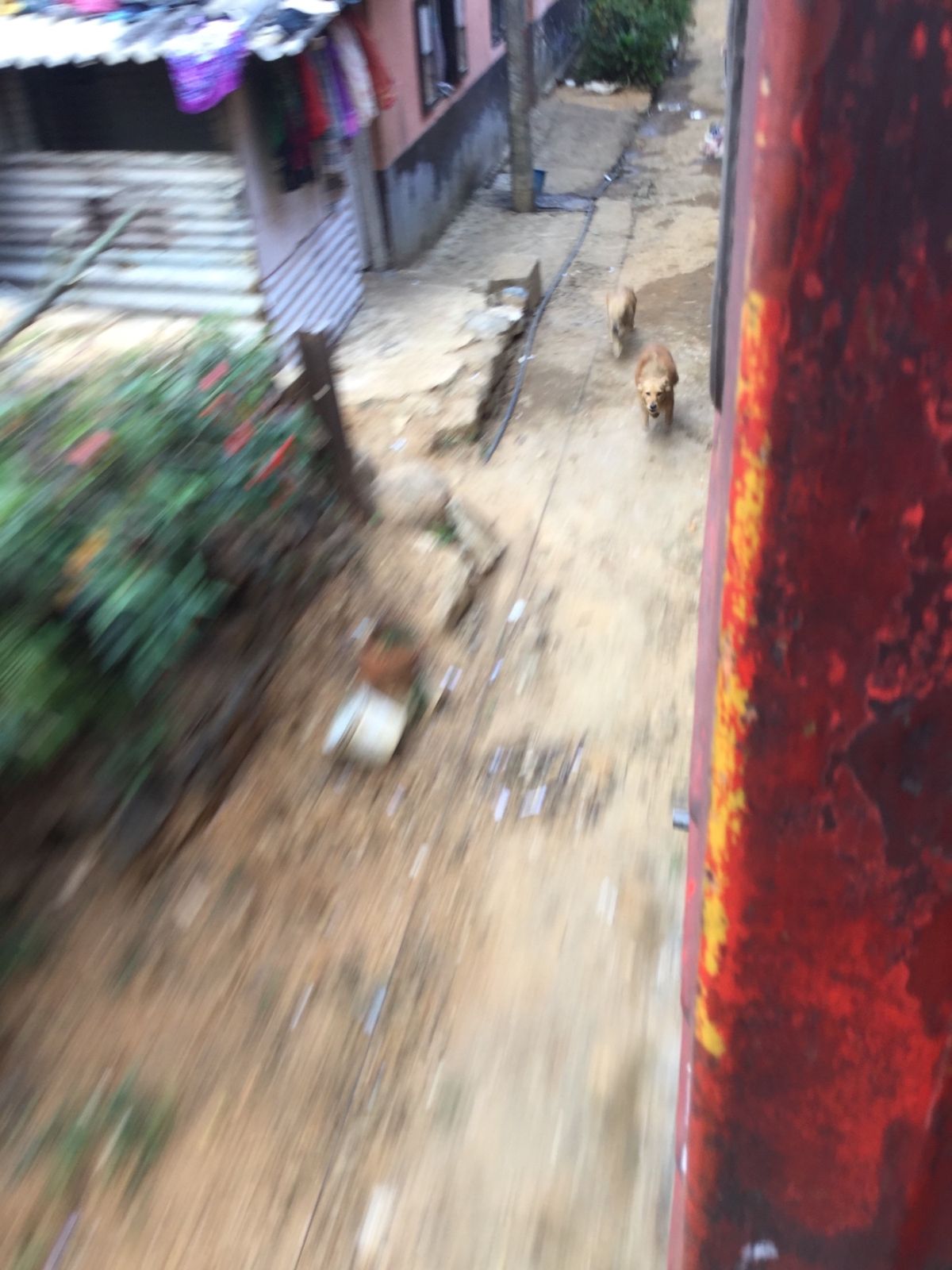 エッラからキャンディへの電車の旅②
ドアも窓も全開の列車は時速30kmほ...