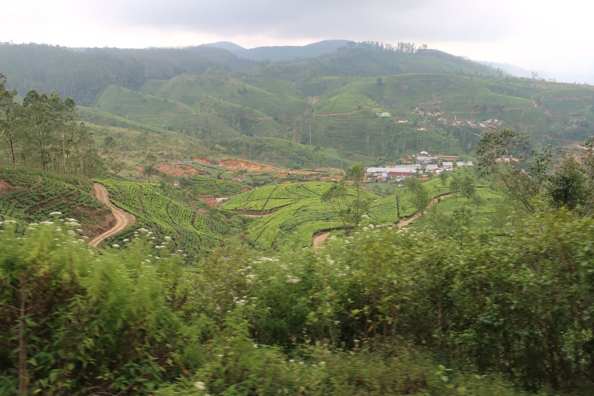 エッラからキャンディへの電車の旅②
ドアも窓も全開の列車は時速30kmほ...