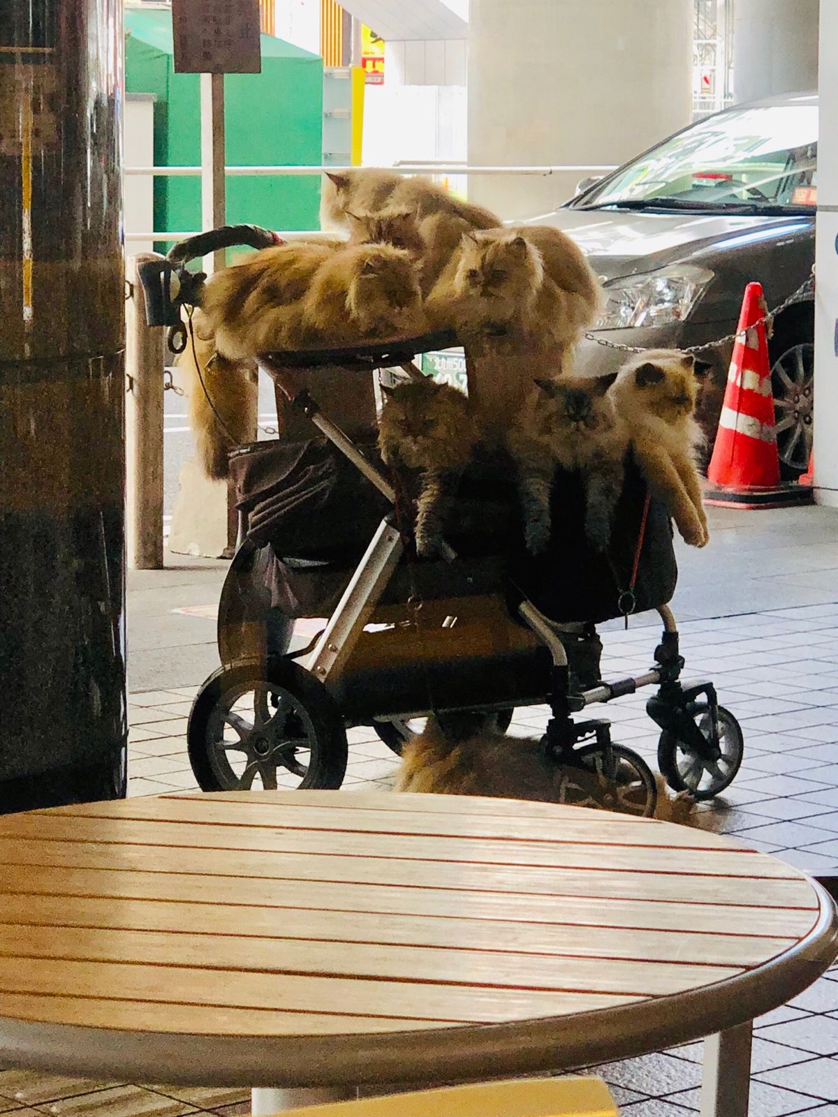 ぬこ

小倉駅前のドトールにて和む