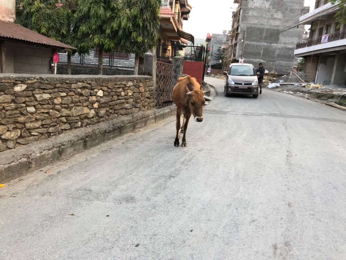 ポカラはのんびりしてて良いところ。