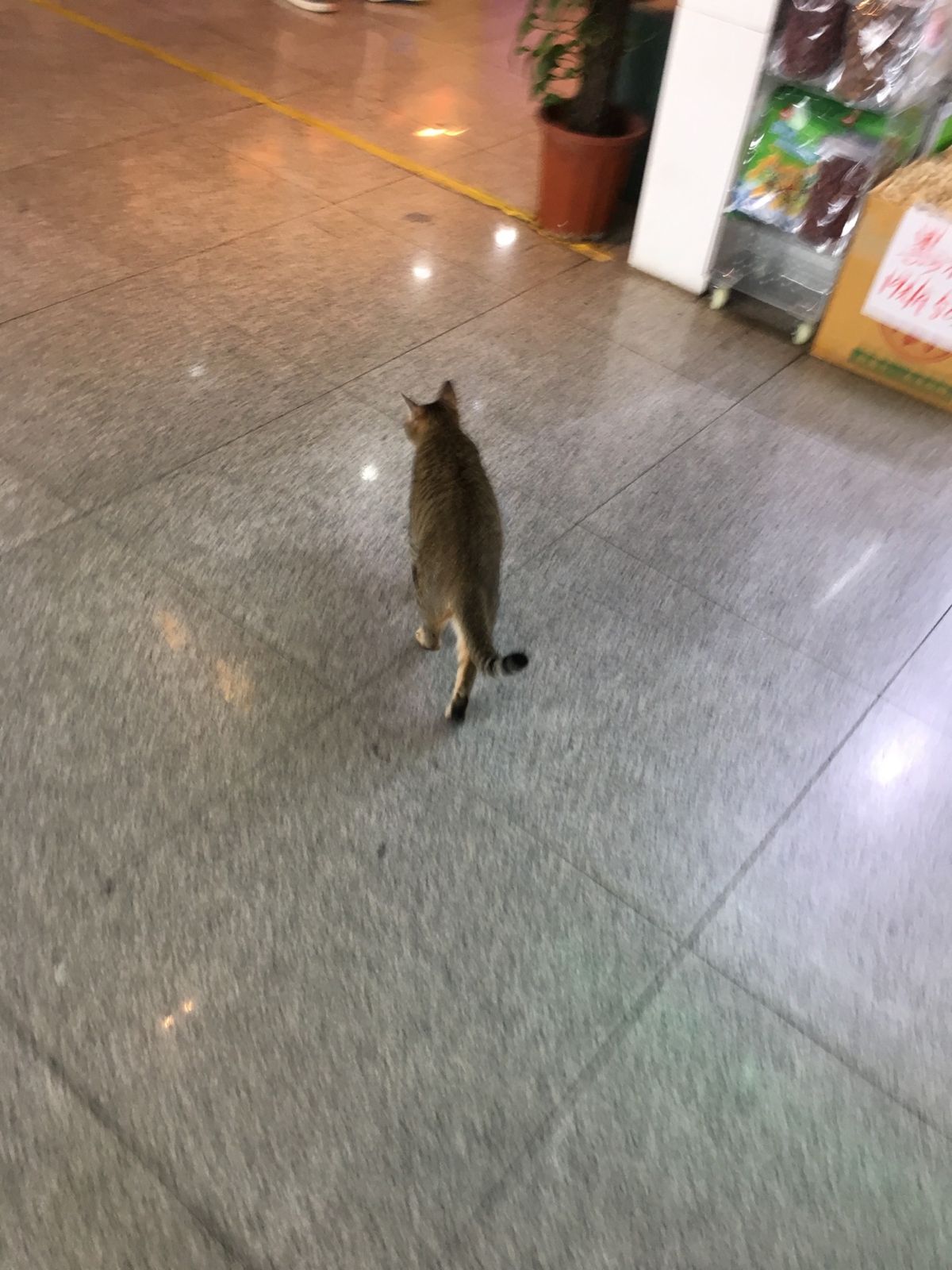 こちらは香港側。このにゃんこは深圳在住。