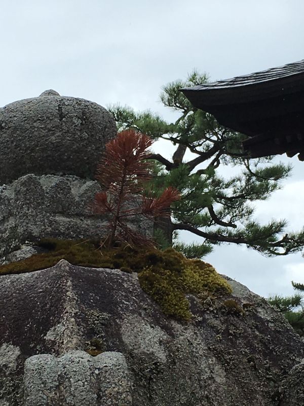 日本・京都府「日本三景一番近い所」の写真：この輪っかを通ると頭がよくなるらしいが、...