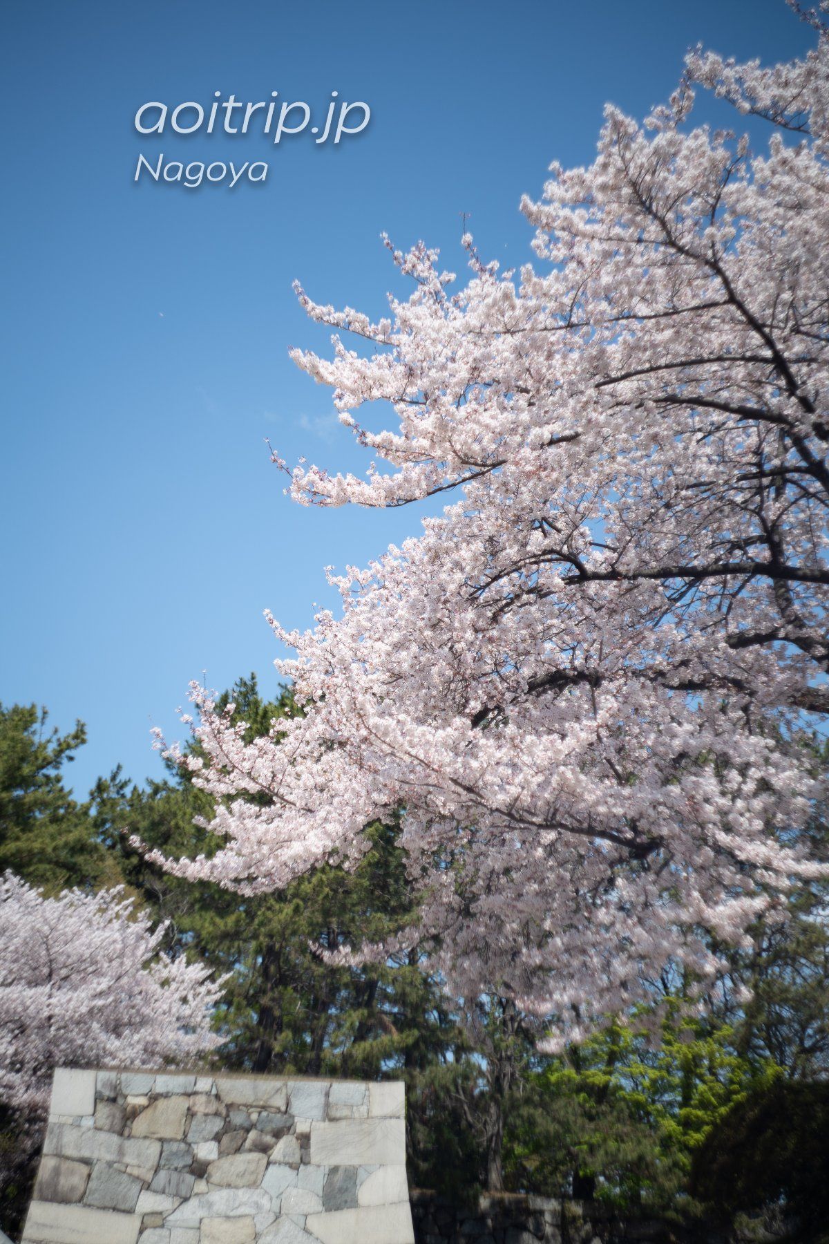 名古屋城の桜

α7RIII
旧ソ連のオールドレンズHelios44...