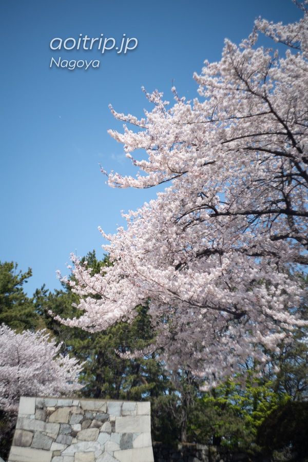 日本・札幌「名古屋城の桜を撮る」の写真：名古屋城の桜

α7RIII
旧ソ...