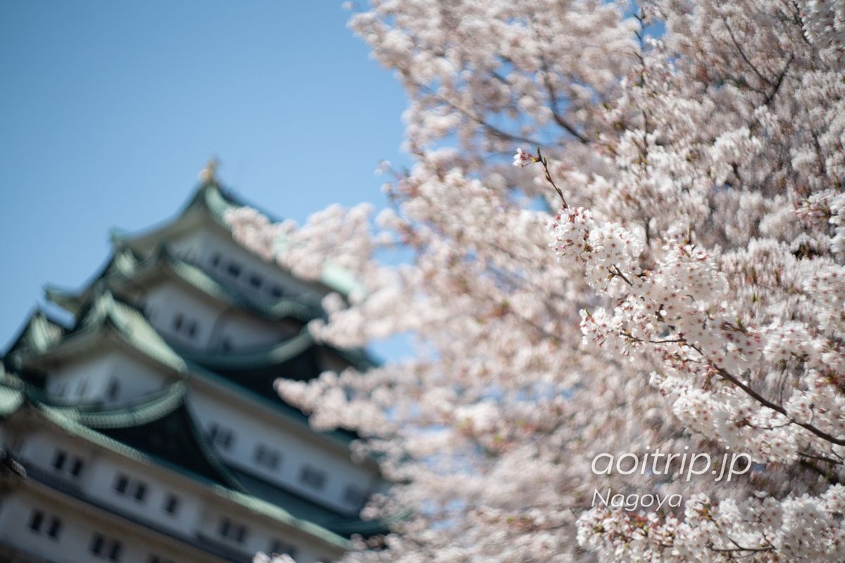 名古屋城の桜

α7RIII
旧ソ連のオールドレンズHelios44...